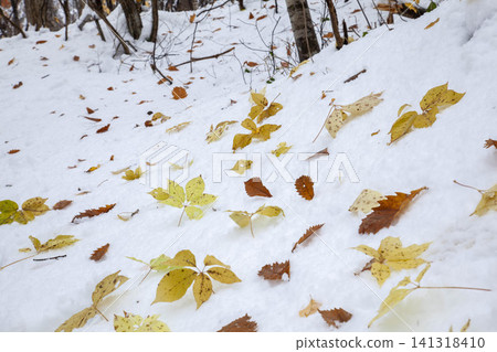 北海道深秋景色：初雪過後，落葉（紅色和黃色）散落在白雪之上。 141318410