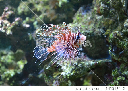 Antenna lionfish close-up. Pterois antennata in an aquarium. Antenna lionfish close-up. Pterois antennata in an aquarium. 141318442