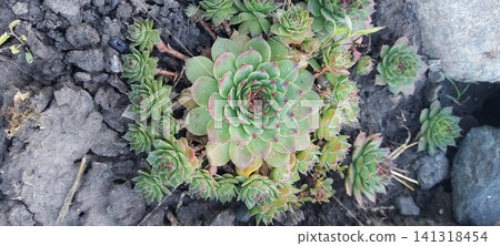Stone rose, succulents. Succulents in the garden. Stone rose, succulents. Succulents in the garden. 141318454