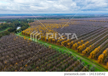 Aerial view of a productive pecan orchard at Biniguy, NSW, with a river winding through the plantation. The contrasting rows of mature pecan trees and the natural waterway Aerial view of a productive pecan orchard at Biniguy, NSW, with a river winding through the plantation. The contrasting rows of mature pecan trees and the natural waterway 141318542