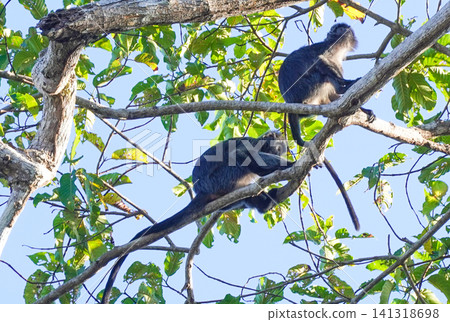 Wild Ebony Leaf Monkey (Trachypithecus auratus), also known as Javan lutung, sitting on a tree branch in the forest of Alas Purwo National Park, East Java, Indonesia. Wildlife photography of an exotic Wild Ebony Leaf Monkey (Trachypithecus auratus), also known as Javan lutung, sitting on a tree branch in the forest of Alas Purwo National Park, East Java, Indonesia. Wildlife photography of an exotic 141318698