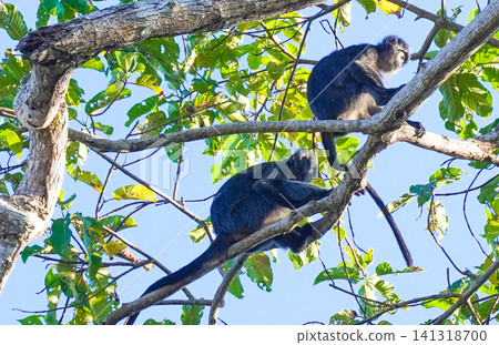 Wild Ebony Leaf Monkey (Trachypithecus auratus), also known as Javan lutung, sitting on a tree branch in the forest of Alas Purwo National Park, East Java, Indonesia. Wildlife photography of an exotic Wild Ebony Leaf Monkey (Trachypithecus auratus), also known as Javan lutung, sitting on a tree branch in the forest of Alas Purwo National Park, East Java, Indonesia. Wildlife photography of an exotic 141318700