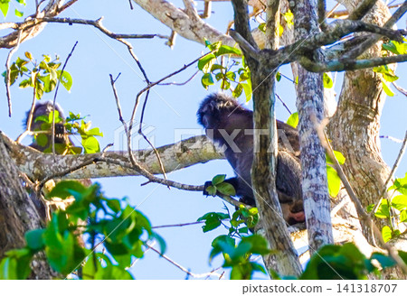 Wild Ebony Leaf Monkey (Trachypithecus auratus), also known as Javan lutung, sitting on a tree branch in the forest of Alas Purwo National Park, East Java, Indonesia. Wildlife photography of an exotic Wild Ebony Leaf Monkey (Trachypithecus auratus), also known as Javan lutung, sitting on a tree branch in the forest of Alas Purwo National Park, East Java, Indonesia. Wildlife photography of an exotic 141318707