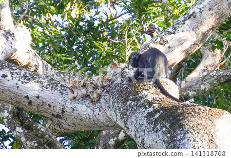 Wild Ebony Leaf Monkey (Trachypithecus auratus), also known as Javan lutung, sitting on a tree branch in the forest of Alas Purwo National Park, East Java, Indonesia. Wildlife photography of an exotic Wild Ebony Leaf Monkey (Trachypithecus auratus), also known as Javan lutung, sitting on a tree branch in the forest of Alas Purwo National Park, East Java, Indonesia. Wildlife photography of an exotic 141318708
