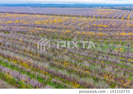 Aerial view of orderly rows of pecan trees in a productive orchard at Biniguy, NSW. The trees are at different stages of growth, with some displaying bright yellow catkins Aerial view of orderly rows of pecan trees in a productive orchard at Biniguy, NSW. The trees are at different stages of growth, with some displaying bright yellow catkins 141318735