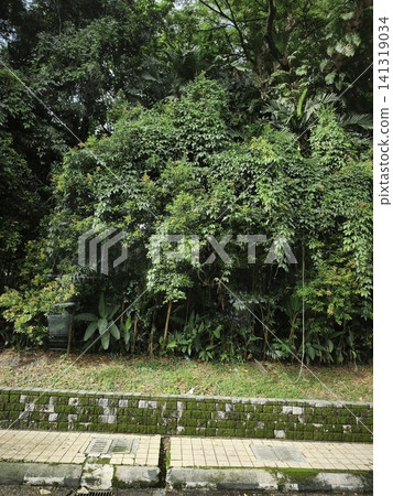 Roadside plants in Malaysia Roadside plants in Malaysia 141319034
