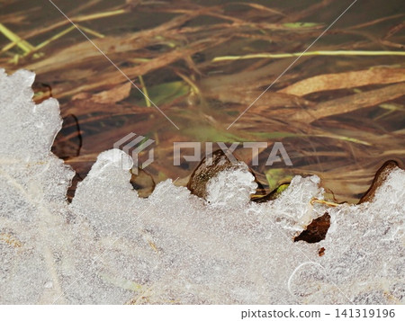 Frosted Ice Sheet with Scalloped Edge Over Clear Water and Submerged Grass, Winter Nature Pond Macro Detail 141319196