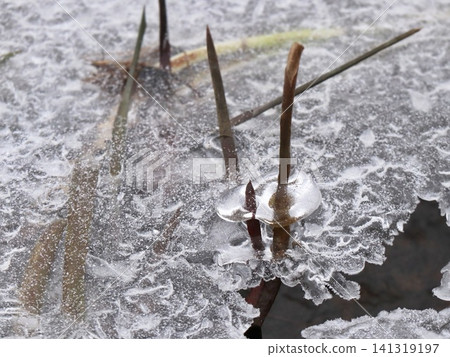 Plant Stems Piercing Through Frosted Ice Puddle Surface with Ice Collar Detail, Winter Nature Survival Macro Plant Stems Piercing Through Frosted Ice Puddle Surface with Ice Collar Detail, Winter Nature Survival Macro 141319197