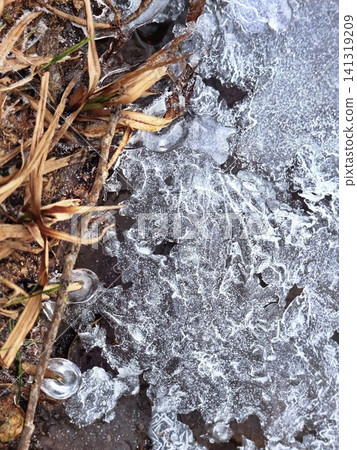 Thin Ice Sheet with Trapped Dry Grass Over Mud Puddle, Frosted Winter Nature Ground Detail Macro 141319209