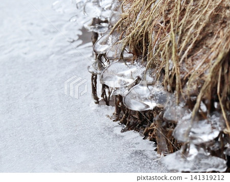 Clear Ice Droplets Frozen on Dry Grass Roots at Snow Edge, Frosted Winter Nature Macro Detail 141319212