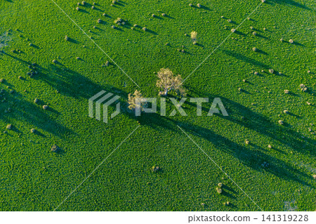Aerial downward view of scattered trees casting long shadows across a lush green landscape, highlighting striking natural patterns and textures created by the low sun in NSW, Australia. Aerial downward view of scattered trees casting long shadows across a lush green landscape, highlighting striking natural patterns and textures created by the low sun in NSW, Australia. 141319228