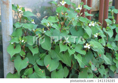 Houttuynia cordata growing in clusters along the roadside in a residential area. Houttuynia cordata growing in clusters along the roadside in a residential area. 141319285