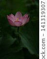 淡粉紅色的蓮花在綠葉間盛開。 141319307