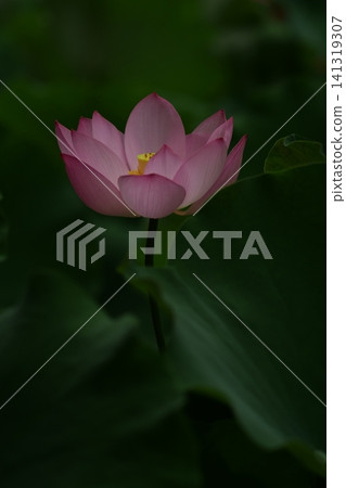 淡粉紅色的蓮花在綠葉間盛開。 141319307