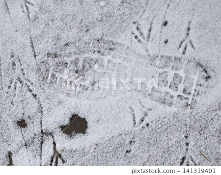 Boot Print and Bird Tracks in Fresh Thin Snow on Pavement, Winter Urban Nature Detail Macro Boot Print and Bird Tracks in Fresh Thin Snow on Pavement, Winter Urban Nature Detail Macro 141319401