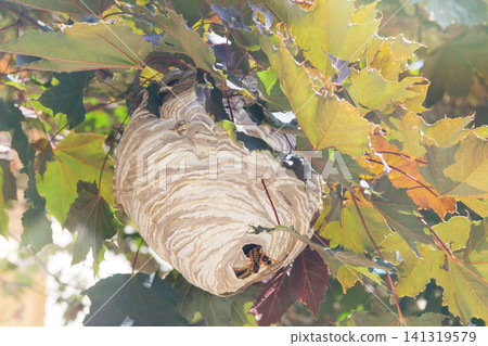 Wasp nest in a maple leaf crown. Wasp nest grey paper texture. Sunny day. 141319579