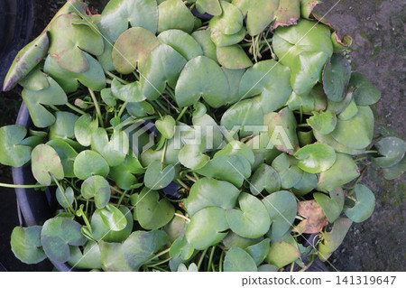 Nymphaea leibergii, dwarf water lily, Leiberg waterlily plant Nymphaea leibergii, dwarf water lily, Leiberg waterlily plant 141319647