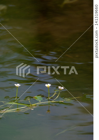 Water crowfoot flowers at Shirasawa Park in Utsunomiya City Water crowfoot flowers at Shirasawa Park in Utsunomiya City 141319660