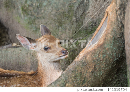 A fawn sits at the base of a large tree in Nara Park. A fawn sits at the base of a large tree in Nara Park. 141319704