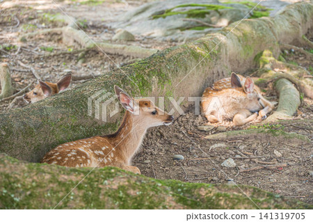 A fawn sits at the base of a large tree in Nara Park. A fawn sits at the base of a large tree in Nara Park. 141319705