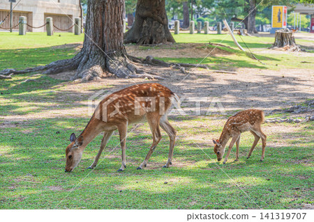 Deer parent and child Nara Park Deer parent and child Nara Park 141319707