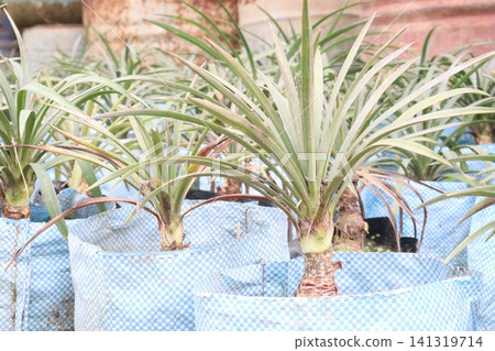 Nolina longifolia succulent tree plant on farm Nolina longifolia succulent tree plant on farm 141319714