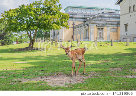 奈良公園的鹿 奈良公園的鹿 141319866