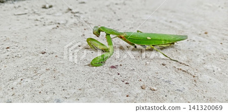 Close-up photo of a green praying mantis on a concrete floor Close-up photo of a green praying mantis on a concrete floor 141320069