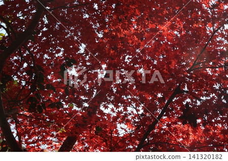 Autumnal leaves Autumnal leaves 141320182