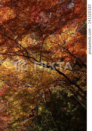 Autumnal leaves Autumnal leaves 141320183