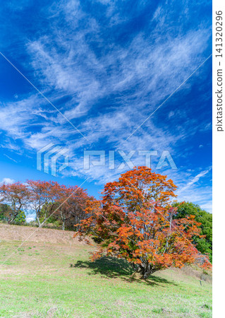 [Autumn foliage material] Autumn in the Omine Highlands - the seven-colored giant maple tree [Nagano Prefecture] 141320296