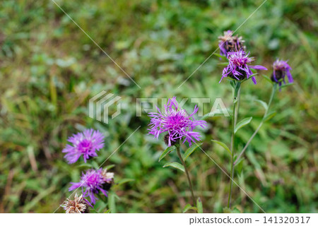 Close-up of blooming meadow knapweed (Centaurea jacea) growing in a natural summer meadow. Wild purple flowers with soft green blurred background, selective focus, botanical and ecological concept. Close-up of blooming meadow knapweed (Centaurea jacea) growing in a natural summer meadow. Wild purple flowers with soft green blurred background, selective focus, botanical and ecological concept. 141320317