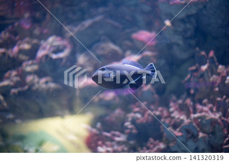 Close-up of a tropical triggerfish swimming in a marine aquarium. Colorful coral reef, soft bokeh and clear underwater environment create a peaceful ocean scene. Ideal for themes of marine life Close-up of a tropical triggerfish swimming in a marine aquarium. Colorful coral reef, soft bokeh and clear underwater environment create a peaceful ocean scene. Ideal for themes of marine life 141320319