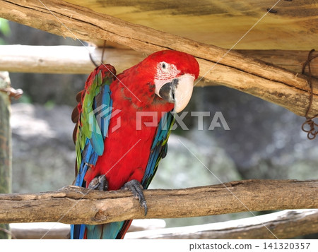Scarlet Macaw Scarlet Macaw 141320357