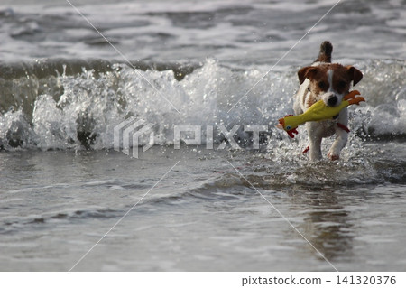 傑克羅素梗犬沿著海岸線奔跑 傑克羅素梗犬沿著海岸線奔跑 141320376