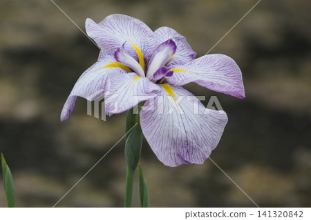 White irises 141320842