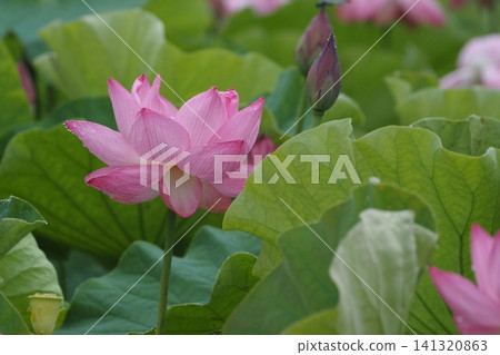 風景與蓮花 141320863