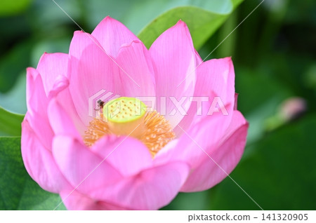 蓮花 蓮花 141320905