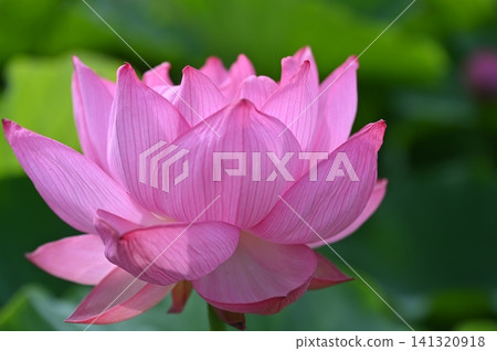A beautiful lotus flower A beautiful lotus flower 141320918