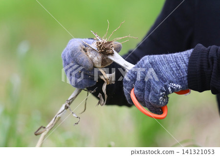 A woman harvesting garlic A woman harvesting garlic 141321053