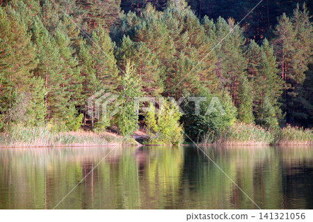 Pine forest reflection in calm lake water at sunset Pine forest reflection in calm lake water at sunset 141321056