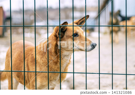 Homeless Dog Waiting for Adoption in Animal Shelter Cage Looking Hopeful Homeless Dog Waiting for Adoption in Animal Shelter Cage Looking Hopeful 141321086