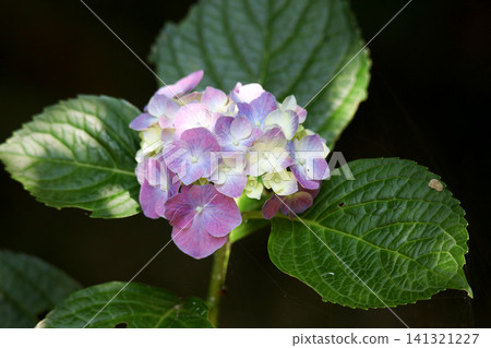 Hydrangea swaying in the wind Hydrangea swaying in the wind 141321227