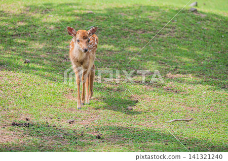 小鹿奈良公園 小鹿奈良公園 141321240