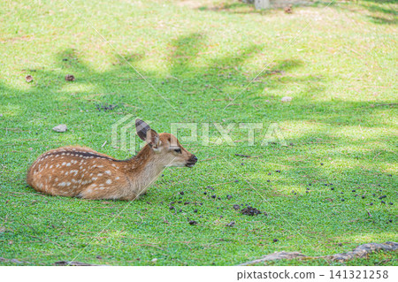 小鹿奈良公園 小鹿奈良公園 141321258