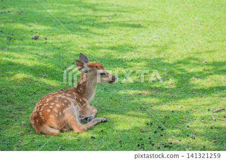 小鹿奈良公園 小鹿奈良公園 141321259