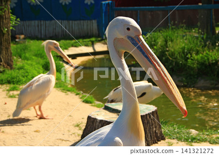 Great white pelican birds by the water in park zoo close up Great white pelican birds by the water in park zoo close up 141321272
