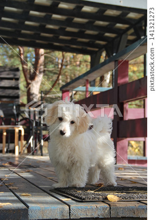 Cute white maltipoo puppy standing on wooden terrace on sunny autumn day 141321273