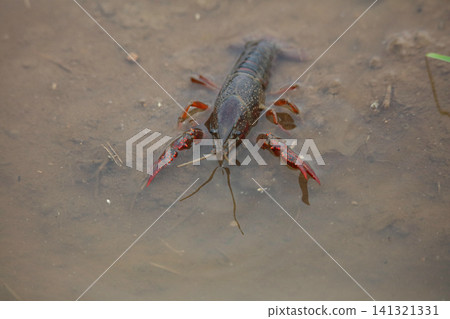Crayfish living in rice fields 141321331