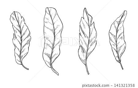 Set of banana leaves vector isolated illustration. Black and white tropical palm foliage graphic sketch. Decorative outline floral plant elements for botanical design, pattern. Set of banana leaves vector isolated illustration. Black and white tropical palm foliage graphic sketch. Decorative outline floral plant elements for botanical design, pattern. 141321358